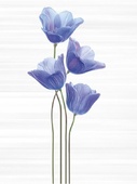 Decor Okoa Royal Blue - 4 части к-т