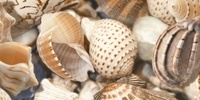 Декорни плочки Морски бриз