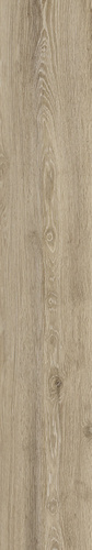 Manitoba Birch